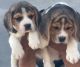 Beagle Puppies for sale in Pataudi, Haryana 122503, India. price: 8000 INR