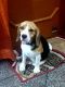 Beagle Puppies for sale in Jammu Flyover, Jammu. price: NA