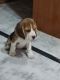Beagle Puppies for sale in Nagaram, Secunderabad, Telangana, India. price: NA