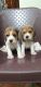 Beagle Puppies for sale in Bengaluru, Karnataka, India. price: 15000 INR