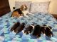 Beagle Puppies for sale in Pune, Maharashtra, India. price: 24000 INR