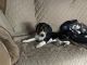 Beagle Puppies for sale in Grove City, OH, USA. price: NA