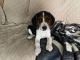 Beagle Puppies for sale in Grove City, OH, USA. price: $400