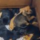 Beagle Puppies for sale in Columbus, IN, USA. price: $100