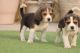Beagle Puppies for sale in Kala Kankar Colony, Purana Haidarabad, Hasanganj, Lucknow, Uttar Pradesh, India. price: NA