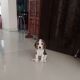 Beagle Puppies for sale in Chanda Nagar, Hyderabad, Telangana, India. price: 20000 INR