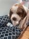 Beagle Puppies for sale in Woodbridge, VA 22191, USA. price: $400