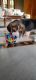 Beagle Puppies for sale in Jadcherla, Telangana 509301, India. price: 13000 INR