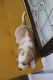 Beagle Puppies for sale in Sacramento, CA, USA. price: $1,300
