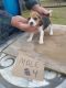 Beagle Puppies for sale in Dearing, GA 30808, USA. price: NA