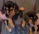 Beagle Puppies for sale in Columbus, IN, USA. price: NA