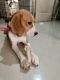 Beagle Puppies for sale in Chennai, Tamil Nadu, India. price: 25000 INR