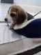 Beagle Puppies for sale in Jodhpur, Rajasthan, India. price: 8000 INR