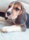 Beagle Puppies for sale in Meerpet, Telangana, India. price: 18000 INR