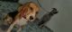 Beagle Puppies for sale in Kamta, Lucknow, Uttar Pradesh, India. price: 20000 INR