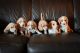 Beagle Puppies for sale in 2747 County Highway G76, New Virginia, IA 50210, USA. price: NA