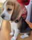 Beagle Puppies for sale in Los Banos, CA, USA. price: $750