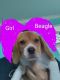 Beagle Puppies for sale in Cocoa, FL, USA. price: $850