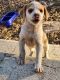 Beagle Puppies for sale in Cedar Park, TX, USA. price: NA