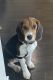 Beagle Puppies for sale in Norwalk, CA, USA. price: $900