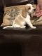 Beagle Puppies for sale in Muldrow, OK 74948, USA. price: NA