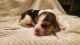 Beagle Puppies for sale in Gilbert, AZ, USA. price: $800