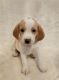 Beagle Puppies for sale in Katy, TX 77449, USA. price: NA