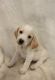 Beagle Puppies for sale in Katy, TX 77449, USA. price: NA