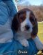 Beagle Puppies for sale in Columbiana, OH 44408, USA. price: $350