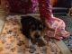 Beagle Puppies for sale in Bulls Gap, TN 37711, USA. price: NA