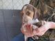 Beagle Puppies for sale in Saltville, VA, USA. price: $200