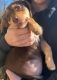 Beagle Puppies for sale in Bevier, MO 63532, USA. price: NA