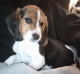 Beagle Puppies for sale in Mt Pleasant, MI 48858, USA. price: $300