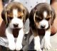 Beagle Puppies for sale in 6, Jaipur Golden Hospital Rd, Pocket 1, Sector 3A, Rohini, Delhi, 110085, India. price: 9500 INR