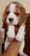 Beagle Puppies for sale in 6, Jaipur Golden Hospital Rd, Pocket 1, Sector 3A, Rohini, Delhi, 110085, India. price: 9,500 INR