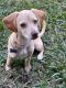 Beagle Puppies for sale in Valrico, FL 33594, USA. price: NA