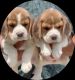 Beagle Puppies for sale in 6, Jaipur Golden Hospital Rd, Pocket 1, Sector 3A, Rohini, Delhi, 110085, India. price: 9500 INR