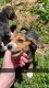 Beagle Puppies for sale in McMinnville, TN 37110, USA. price: NA