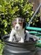 Beagle Puppies for sale in San Diego, CA, USA. price: $800