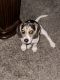 Beagle Puppies for sale in Las Vegas, NV, USA. price: $1,500