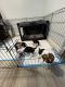 Beagle Puppies for sale in 250 NW 217th Way, Pembroke Pines, FL 33029, USA. price: NA