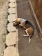 Beagle Puppies for sale in Victorville, CA, USA. price: $500