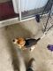 Beagle Puppies for sale in Bakersfield, CA 93309, USA. price: NA
