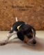 Beagle Puppies for sale in Pulaski, WI 54162, USA. price: NA