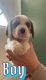 Beagle Puppies for sale in Miami, FL, USA. price: $700