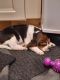 Beagle Puppies for sale in Frenchtown, MT, USA. price: NA