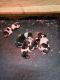 Beagle Puppies for sale in Foster, RI, USA. price: NA