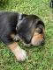 Beagle Puppies for sale in Columbia, TN 38401, USA. price: NA