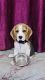 Beagle Puppies for sale in Zeta I, Greater Noida, Uttar Pradesh 201306, India. price: 22000 INR