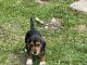 Beagle Puppies for sale in Fayetteville, AR, USA. price: $200
